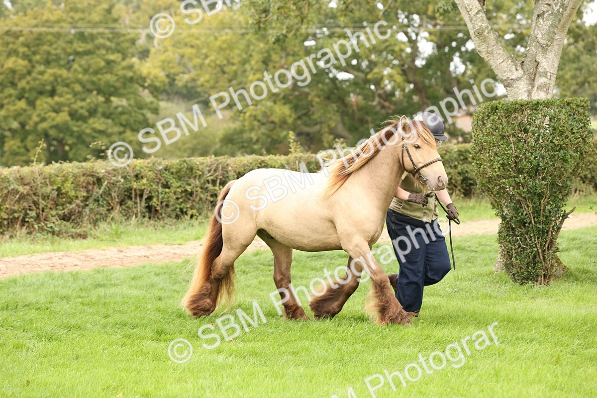SBM_59290 - S57 - Traditional Cob In Hand