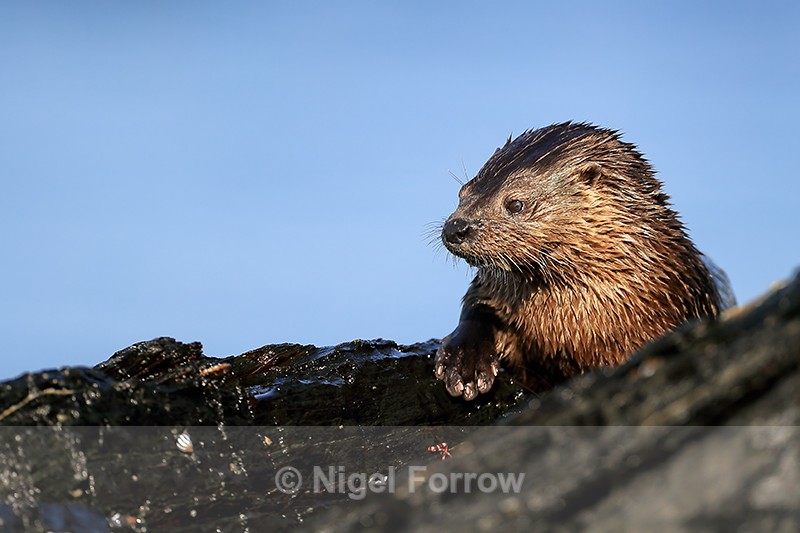 Close view of Marine Otter, Chanaral Island, Chile - Otter