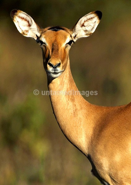 Impala - Botswana