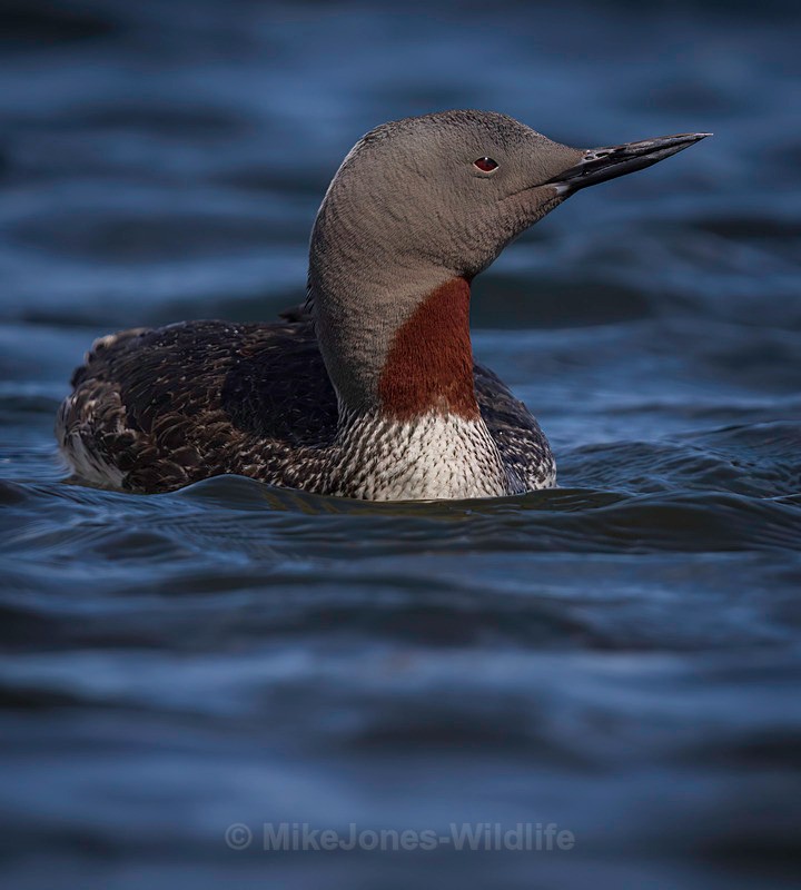 RED THROATED DIVER 2 - NEW...RED THROATED DIVERS(LOONS)