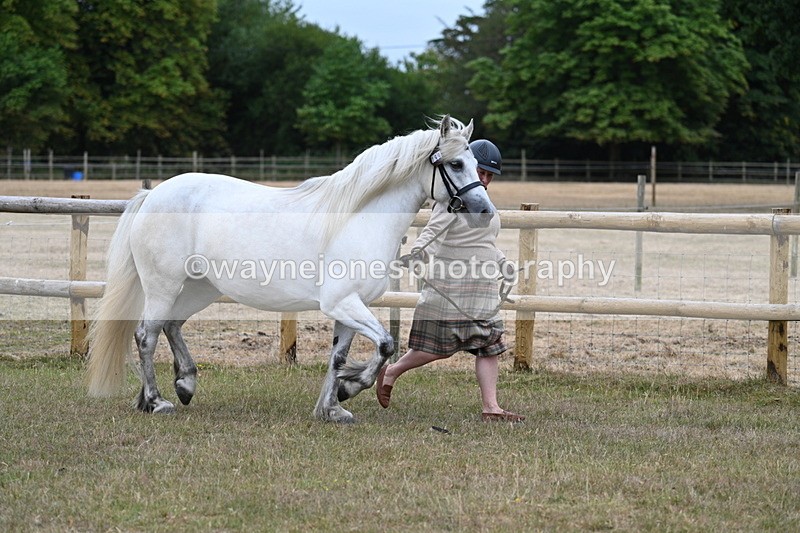 WJ7_8699 - Class 4a Prettiest Mare 14.2hh and over