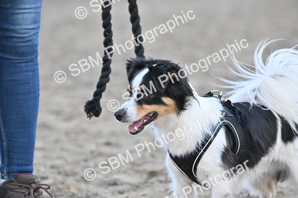 SBM_09555 - Lorry Dogs