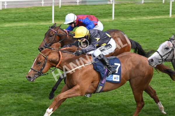 yr12052021r6-12 - Race 6 4.15pm British Stallion Studs EBF Novice Stakes