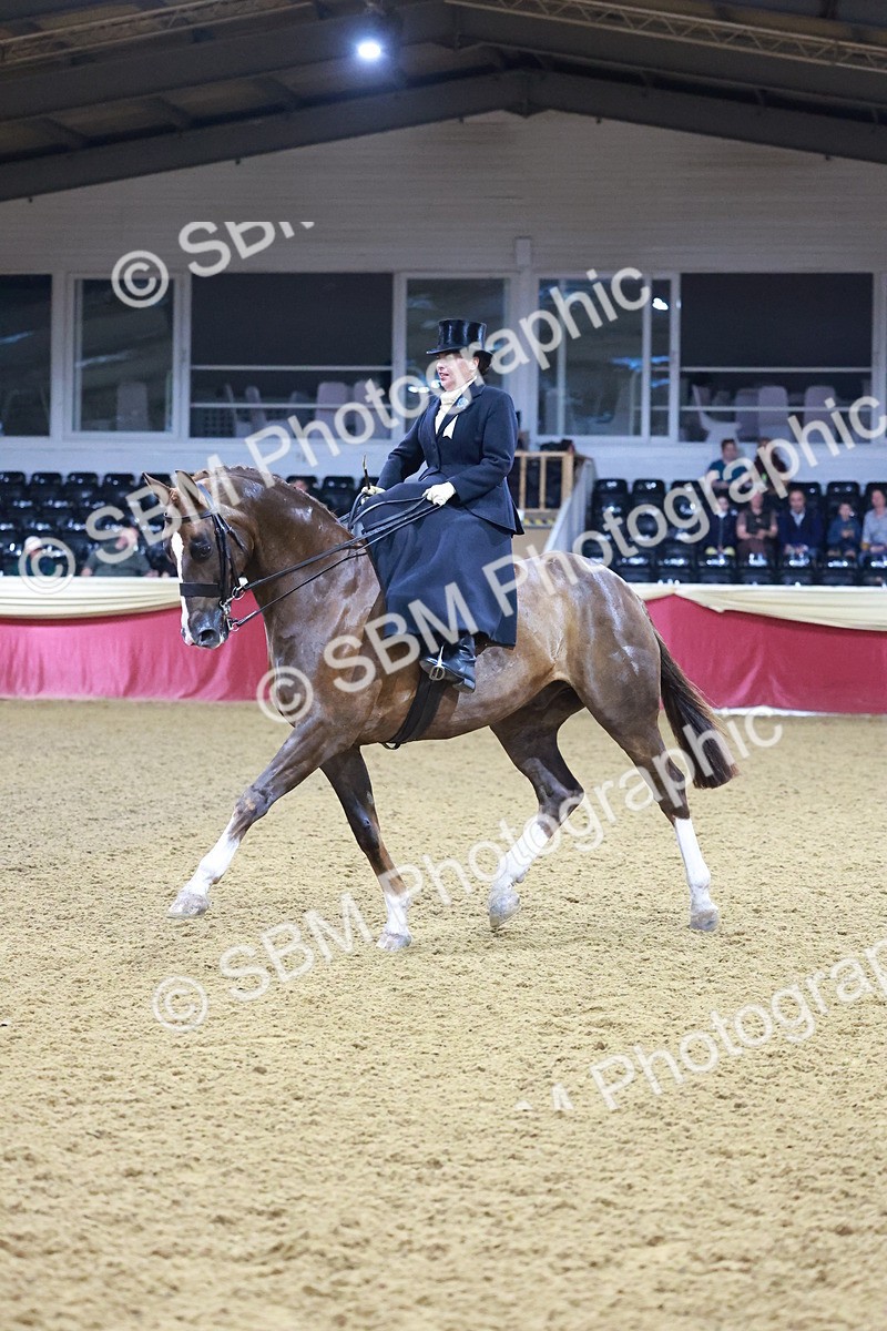 SBM_14769 - Class J - Foreign Breeds Champ