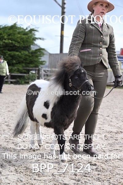 BPP_7124 - RING 1  (RIDDEN HORSES / IN HAND / VETERAN ETC)