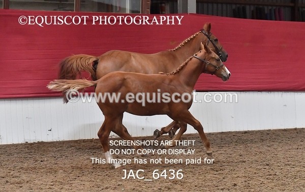 JAC_6436 - 19 Luca