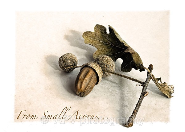 From Small Acorns - A5 Size cards