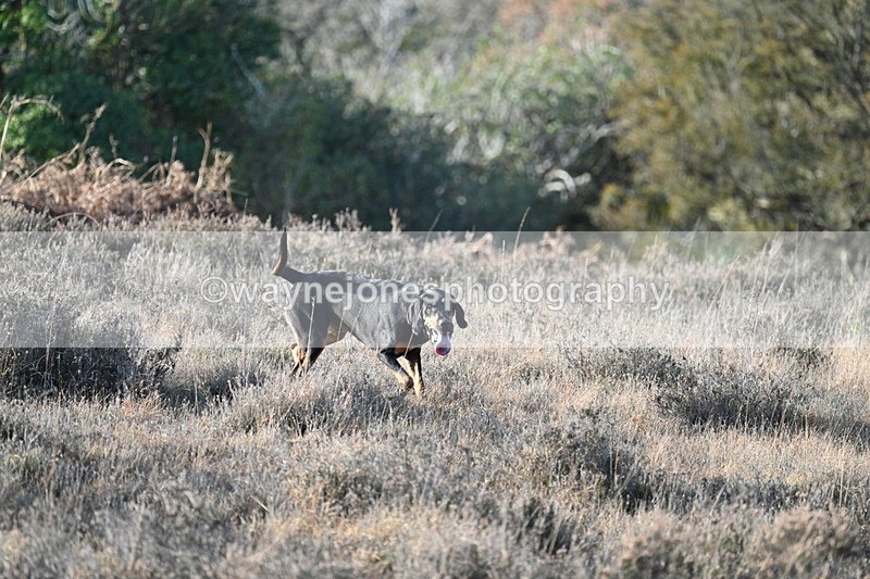 WJ7_7876 - Line 3 (no line 4 or 5)