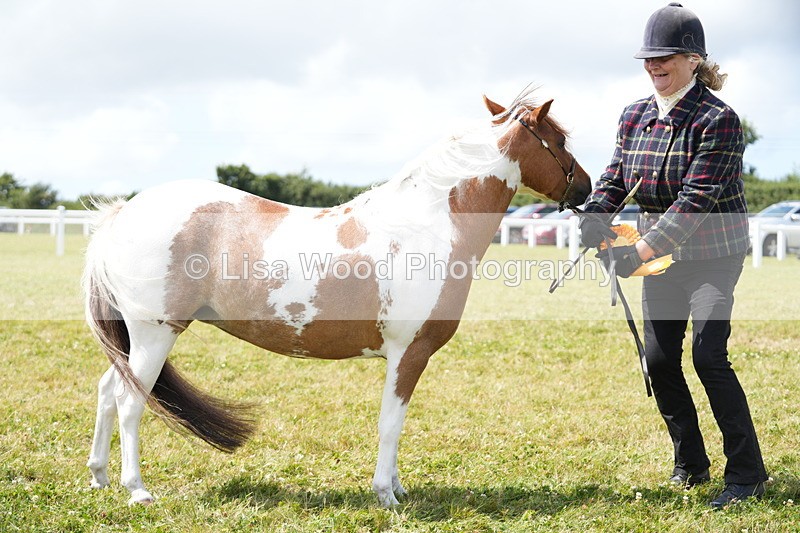 DSC06968 - Class 60: Coloured Pony 4yrs & over