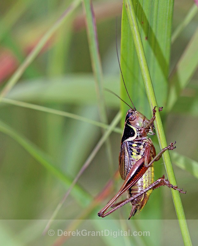 Roesel’s Katydid Metrioptera roeselii