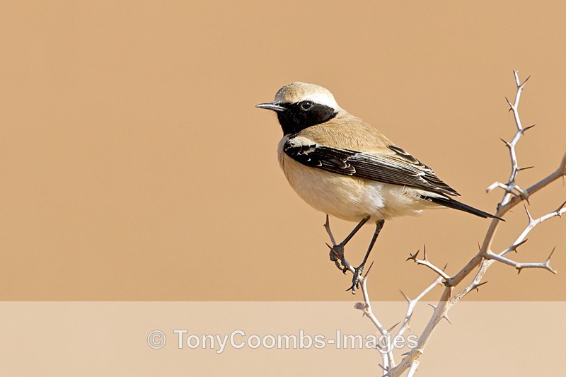 Desert Wheatear - Foreign Selection