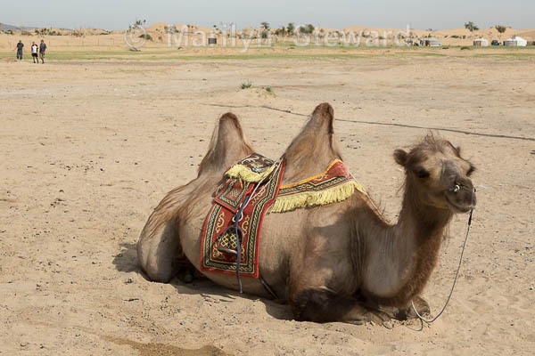 Dromedary camel - Mongolia
