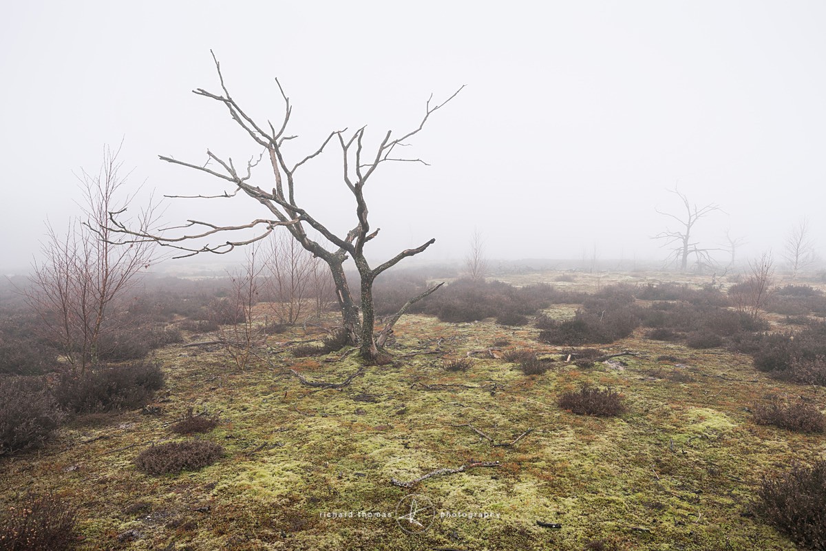  - Charred Mist