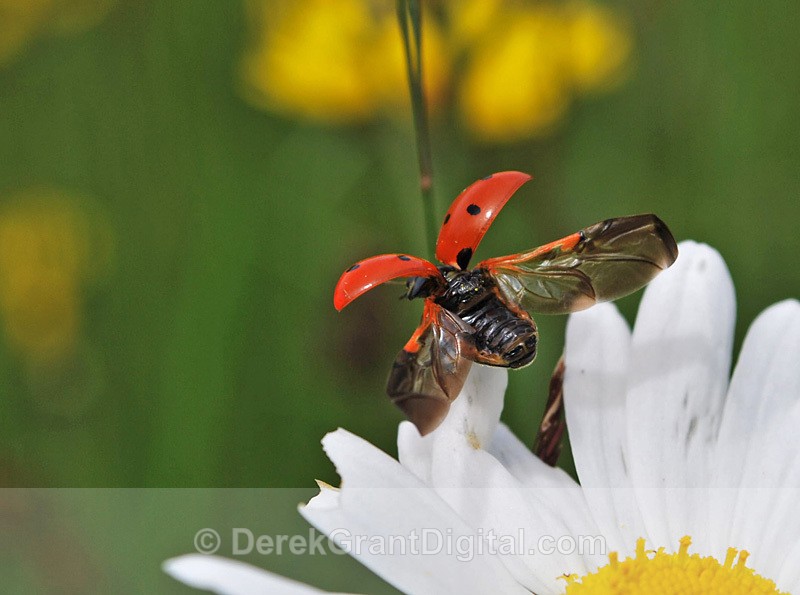 Ladybug Liftoff! - Bees, Beetles, Bugs