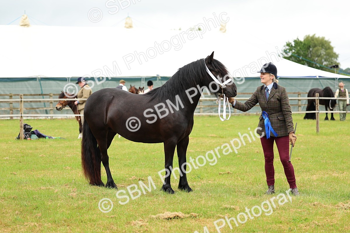 SBM_00440 - Class 58-67 - M&M Non Welsh Pony In hand