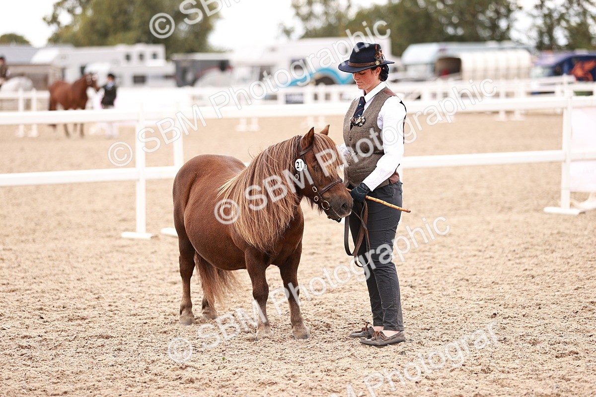 SBM_16928 - Class 415 - Horse-Pony Judge would most like to take home