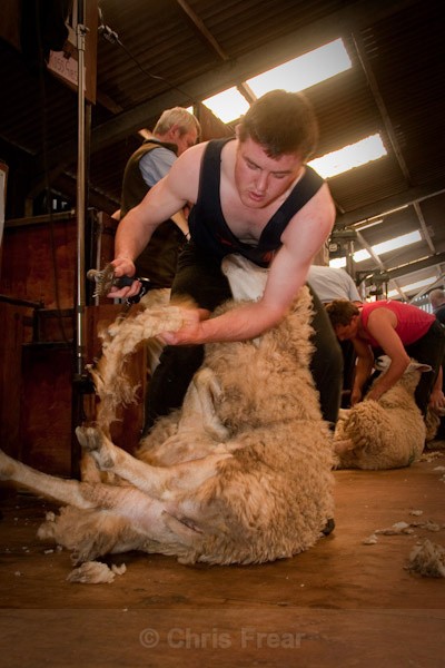 13 - Shearing Competition