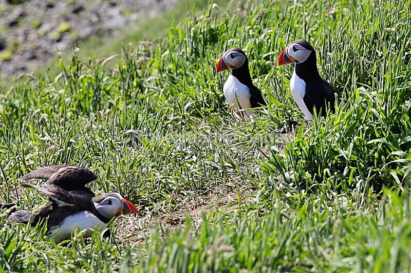 _56A6998 - Skomer 2019