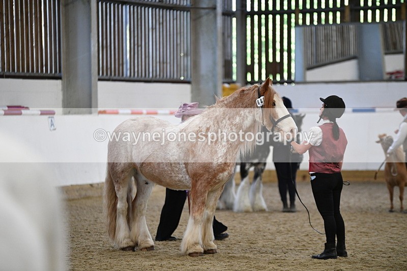 WJ5_4738 - Class 7 In hand coloured / odd coloured