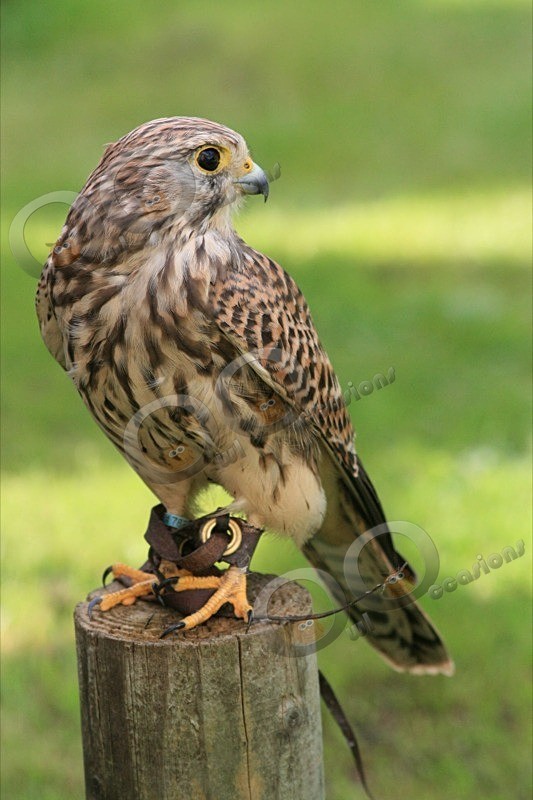 Kestrel