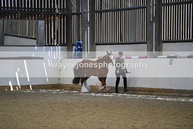 WJ5_5298 - Class 8 In hand cob