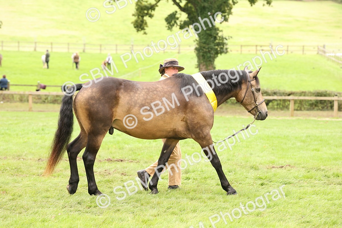 SBM_60828 - In Hand Horse Supreme Championship