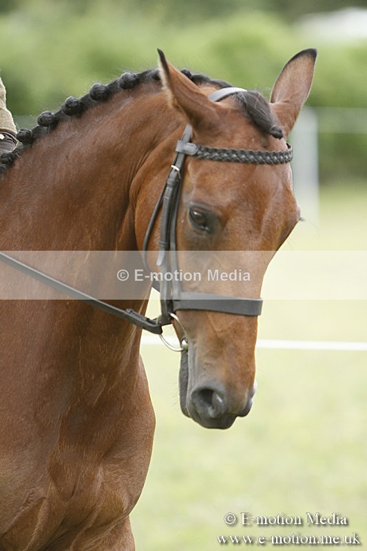 BVR160717-1766 - Ring 3 BVRC Show 16/07/17