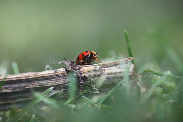 Insects _ AN 029 - Insects & Snails, Great Britain