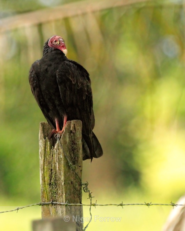Turkey Vulture perched on a fence post near Puerto Jimenez, Costa Rica - Turkey Vulture