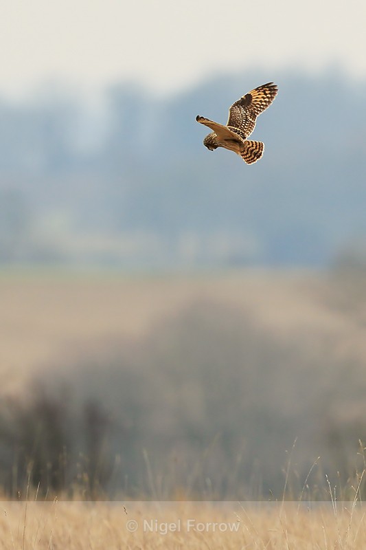Short-eared Owl hovering, Hawling, Gloucestershire - Short-eared Owl