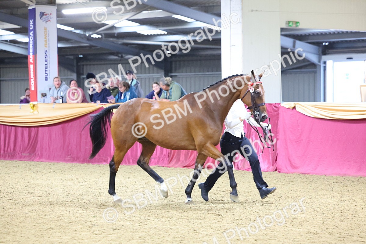 SBM_18820 - Class E IH Horse Champ