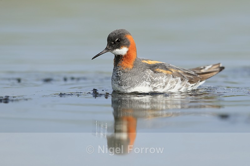 Red-necked Phalarope reflection, Iceland - Red-necked Phalarope