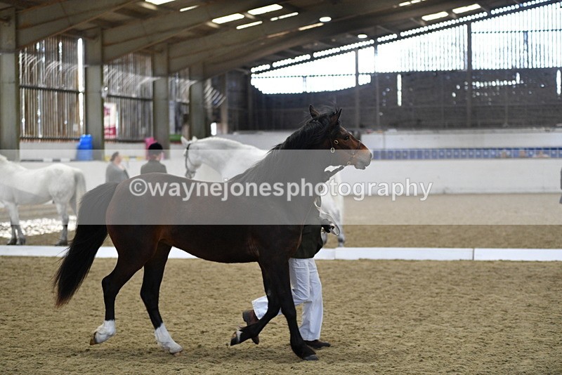 WJ5_4378 - Class 6 In hand M&M - Large Breeds