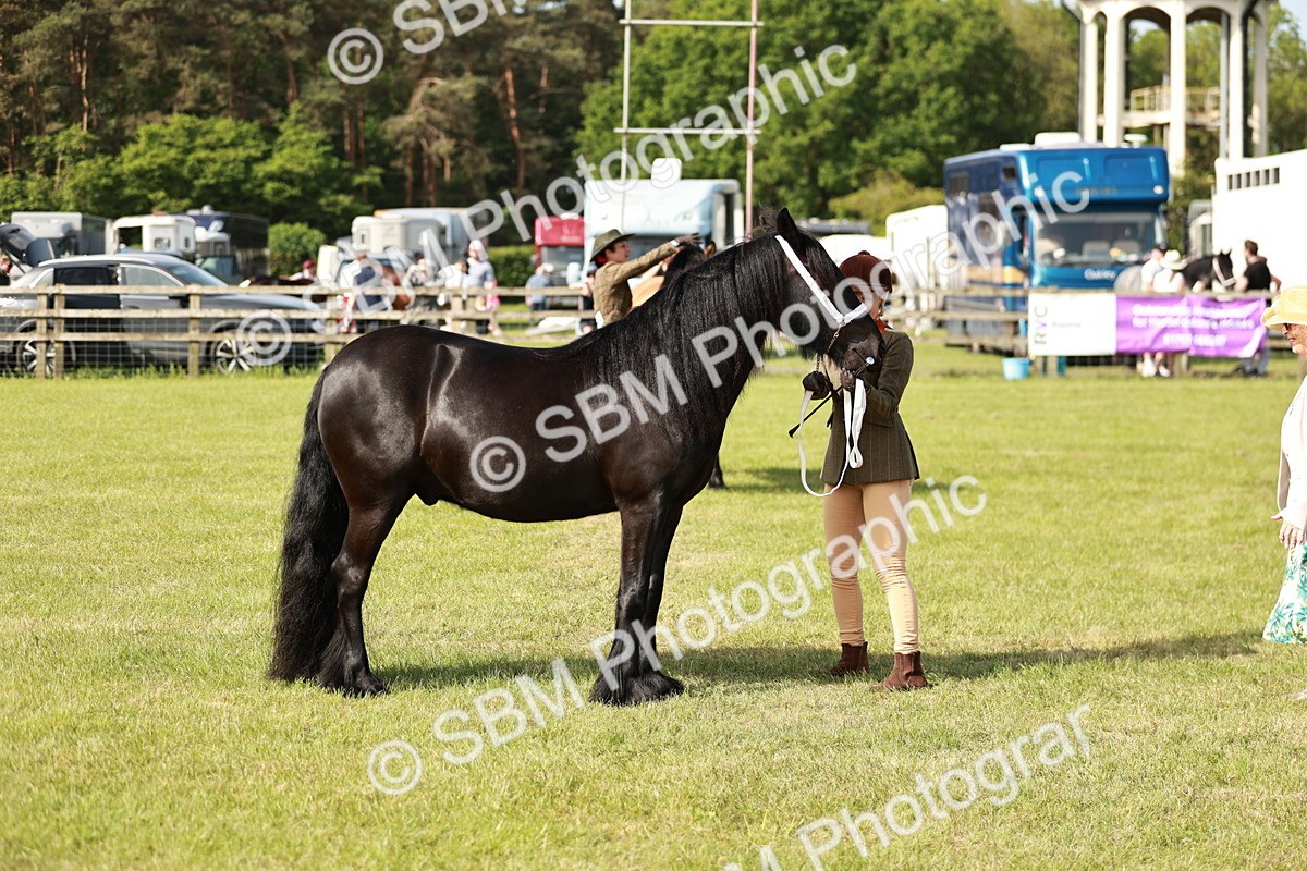 SBM_00844 - Class 14-23 - Mountain & Moorland In Hand Non Welsh