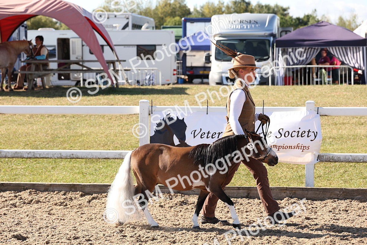SBM_12865 - Class 206 - IH Non Show Type Pony