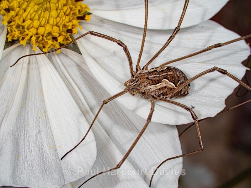 Harvestman (Metaphalangium cirtanum) - Mikromak & TS Robusto 160