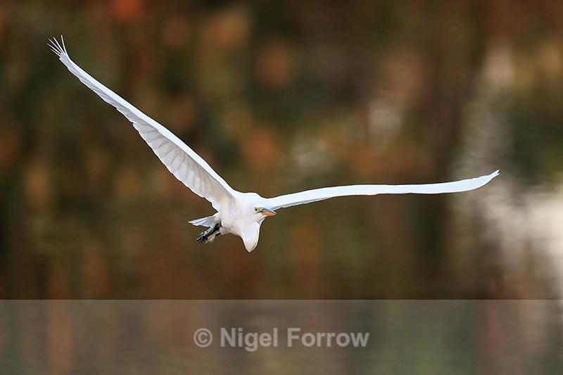 Great Egret flying angled view, Venice Rookery, Florida - Great Egret