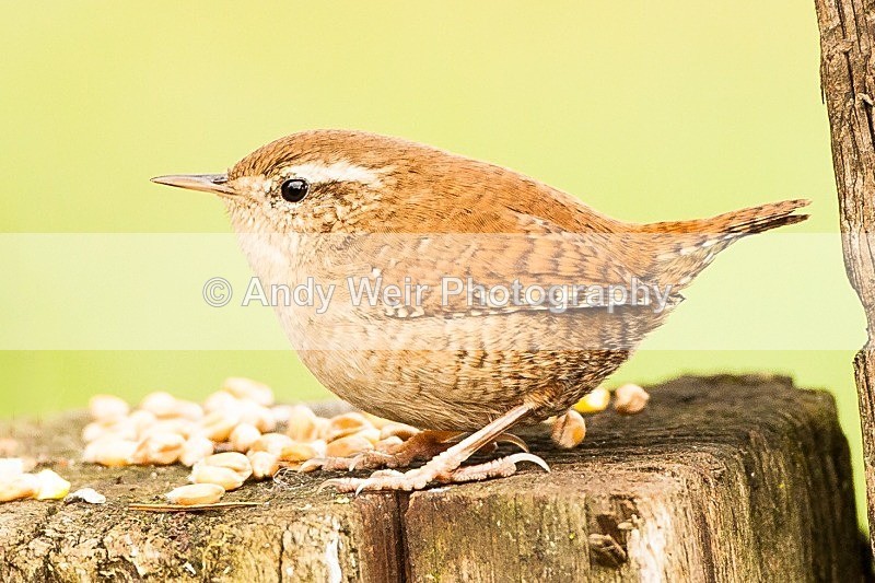 20121020-_MG_0524-1523 - Wren & Goldcrest