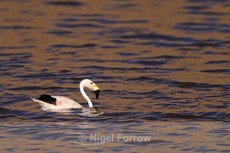 Andean Flamingo swimming, Machuca, Chile - Andean Flamingo