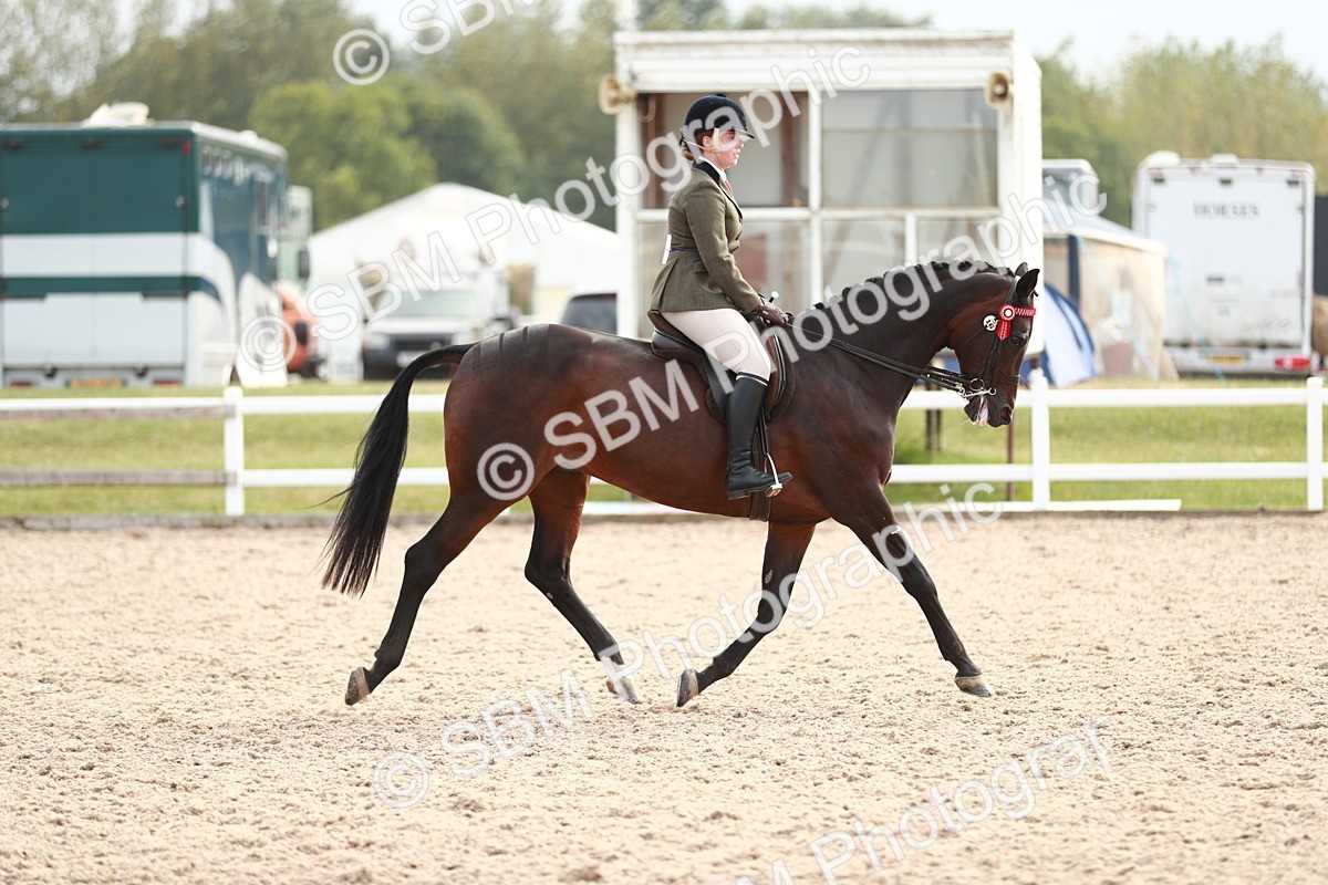 SBM_17561 - Class 215 Ridden Hack/ Riding Horse