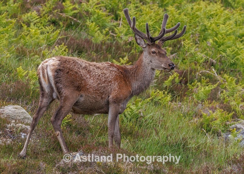 Red Deer - Latest Images