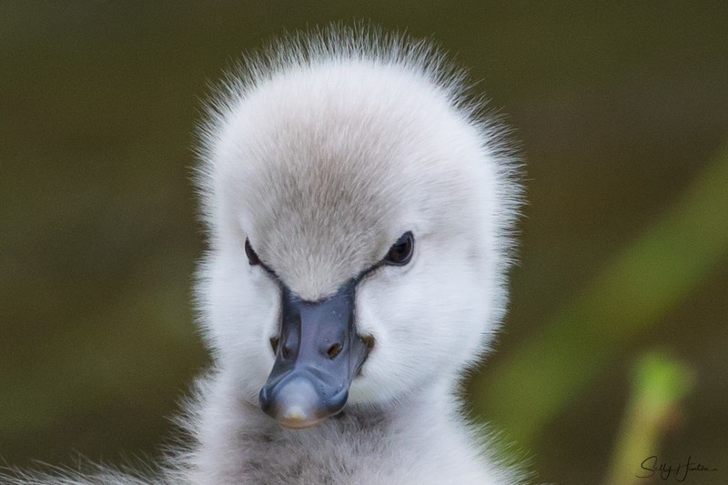 Cygnets 15