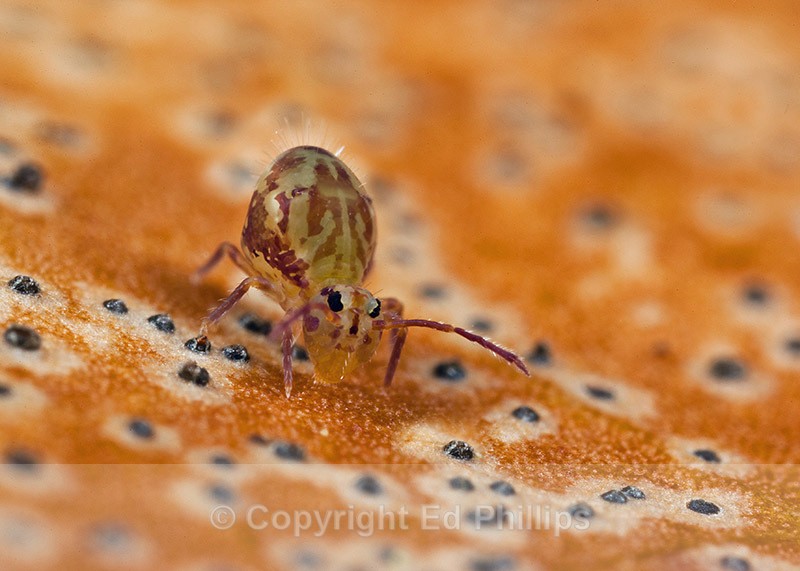 Dicyrtomina saundersi - Dicyrtomina saundersi