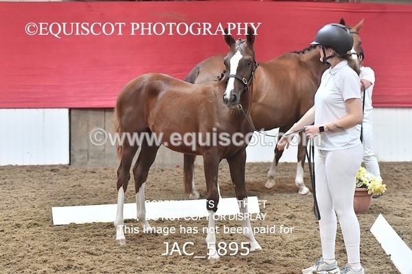 JAC_5895 - 11 Pandora of Westoak
