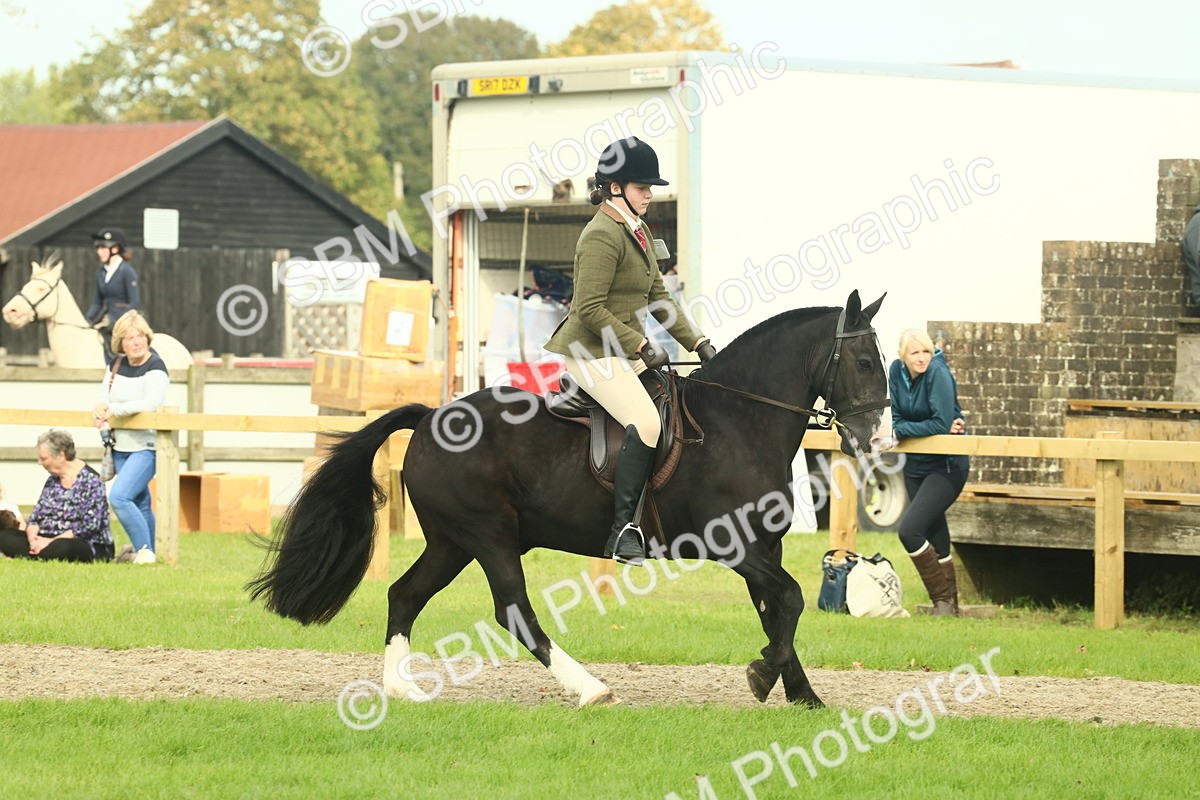 SBM_68222 - S58 - Mini Show Cob Ridden