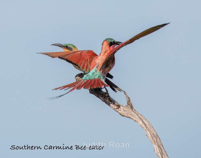  - South Africa Birds and Mammals