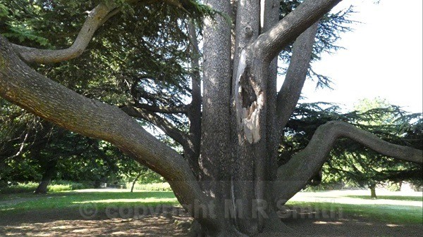 Cedar Of Lebanon, Boston Manor Park, Ealing, West London - LANDSCAPES & TREES