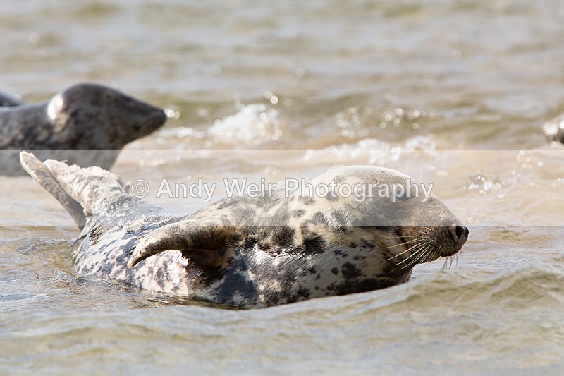 20141001-3K8A6252 - Grey Seal