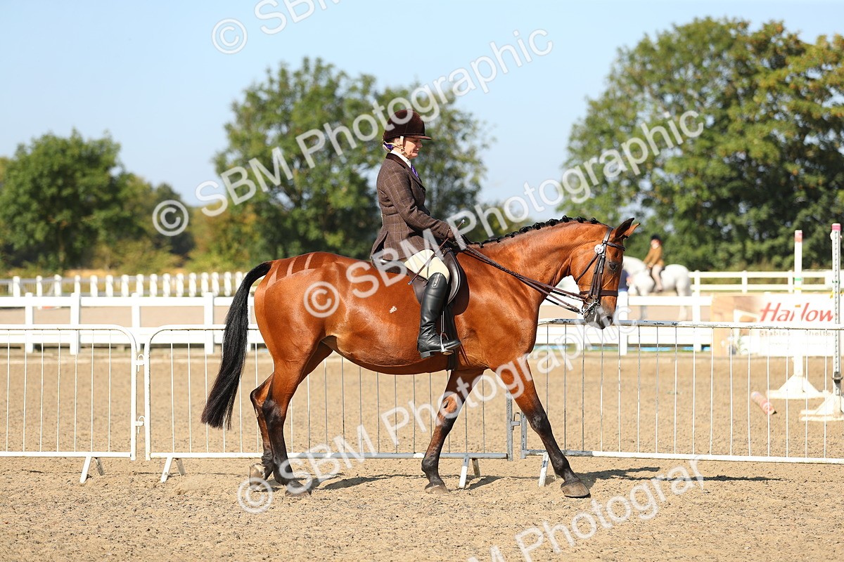 SBM_02170 - Class 43 Ridden Competition Horse/Pony