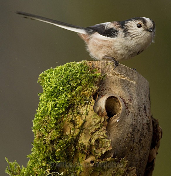 LONG TAILED TIT REF LTT 5 - THE LONG TAILED TIT